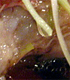 Steamed ginger fish fillets