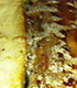 Snoek marinade
